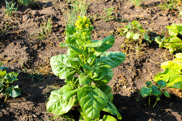 vegetable garden in the garden