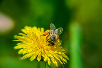 A bee on a beautiful yellow dandelion, Taraxacum erythrospermum