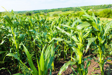 green corn field