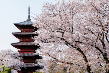 池上本門寺の桜