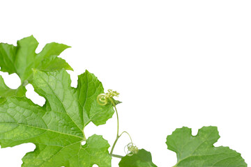 Green leaves of Winter melon, White gourd, Winter gourd, Ash gourd with natural light background.