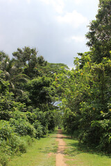 Path in the middle of the nature, sourrounded by trees and palm tree. Green Corridor in Singapore city