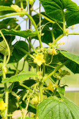 Obraz premium Cucumbers with flowers in the garden in a greenhouse. Farm cultivation of vegetables.