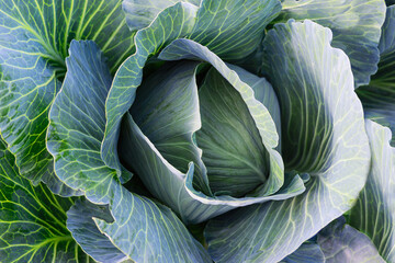 Head of cabbage close-up. Farm cultivation of vegetables.