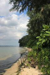 Fototapeta na wymiar Small beach on the massive trees next to a National park in Singapore