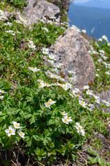 ハクサンイチゲ