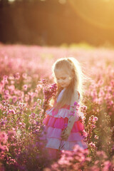 Cute blonde girl in a pink dress walks in a flowering field at sunset. Pink flowers (viscaria vulgaris) on meadow, flowers field. Russian rural summer nature. Countryside, village in Russia. 
