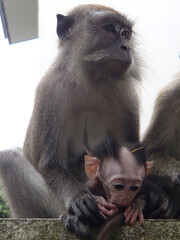 Monkey holding his baby that put his hand in his mouth in a park in Singapore