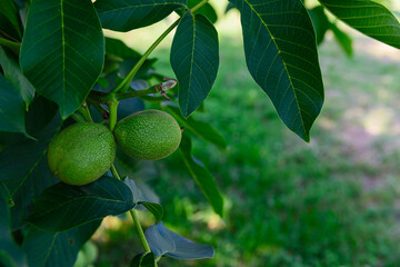 Green walnut fruits on a tree.