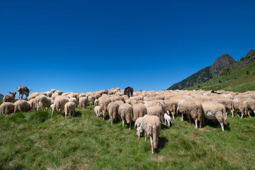 Flockof of sheep at the end of the transhumance towards the mountain - obrazy, fototapety, plakaty