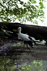 Animals at the Kyiv Zoo