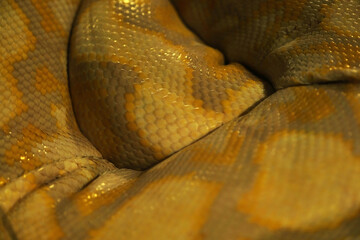 Gold python skin is very beautiful for back ground and other.
