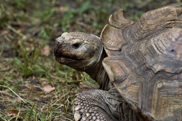 Obraz premium Animals at the Kyiv Zoo