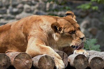 Animals at the Kyiv Zoo