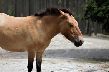 Obraz premium Animals at the Kyiv Zoo