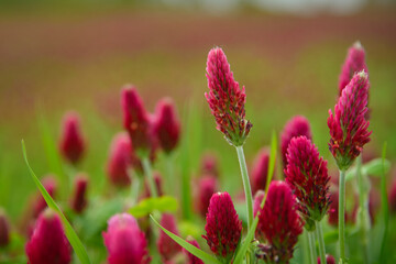 Blooming field of red clover