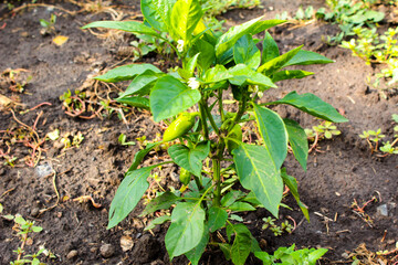 young green plant