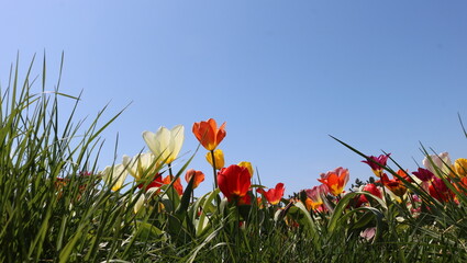 red and yellow tulips