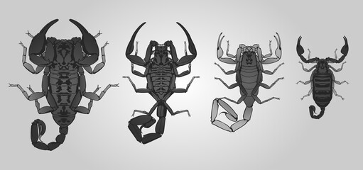 Set of 4 vector spiders. From left to right: Redknee tarantula, Nephila golden orb weaver, Argiope bruennichi, Argiope lobata and Cross spider.
