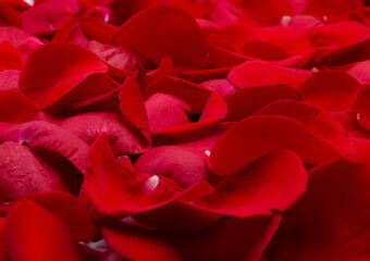 Naklejka premium Natural floor of red rose flower petals with water drops