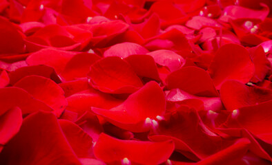 Naklejka premium Natural floor of red rose flower petals with water drops