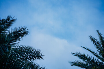 Fototapeta na wymiar green areca catechu palm leaves on blue sky