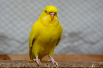 Yellow parrot in the bird park 