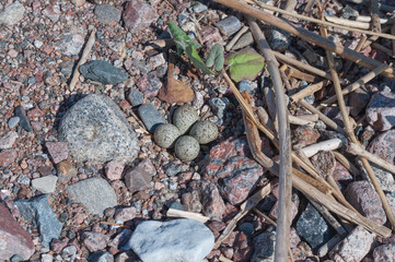 Small pup, its nest and eggs.