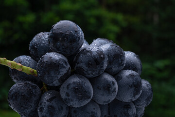 Photographed large grapes against the backdrop of the forest.