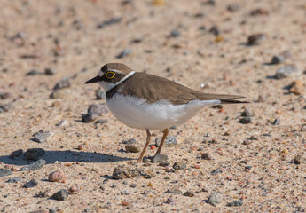 Small pup, its nest and eggs.