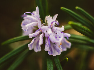 close up of a purple flower