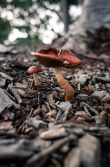 mushrooms in the forest