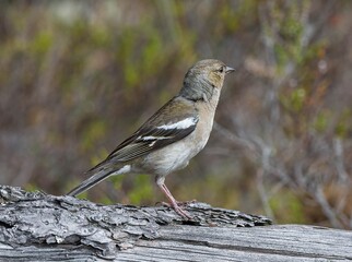 Finch, female and male.