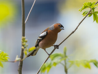 Finch, female and male.