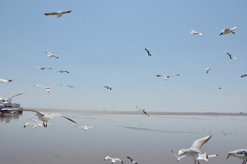 The seagulls on air above the sea water surface view horizon at Samutprakan, Thailand
