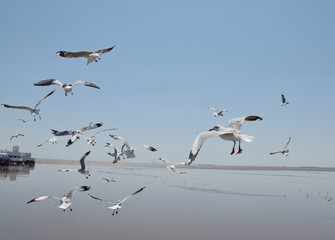 The seagulls on air above the sea water surface view horizon at Samutprakan, Thailand