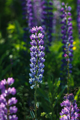 Obraz premium Lupinus field with pink purple, blue and violet flowers. Lupinus meadow.