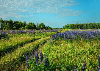 Fototapeta premium Lupinus field with pink purple, blue and violet flowers. Lupinus meadow. Summer flowers background.