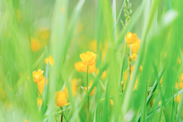yellow flowers among greenery in the meadow selective focus blurry background