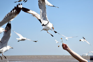 hand of traveler giving food for seagulls flying over sea at Bangpu Recreation Center in Samutprakan, Thailand.