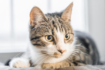 the cat is sitting on the windowsill
