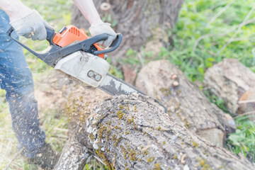 Naklejka premium farmer sawing a tree with a chainsaw, selective focus, focus on the foreground, blurry background