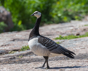 White-chested geese, nest and eggs.