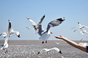 hand of traveler giving food for seagulls flying over sea at Bangpu Recreation Center in Samutprakan, Thailand.