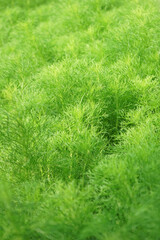 greenery illuminated by morning sunlight