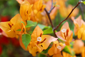 beautiful and pleasant yellowish Bougainvillea plant flowers also called as paper flowers which also works well as wallpapers