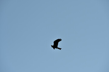 Black kite on a background of blue sky