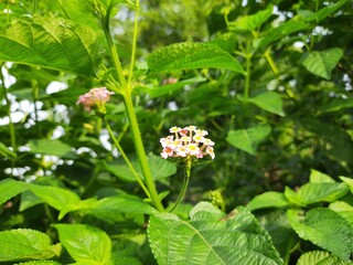 Lantana is a genus of about 150 species of perennial flowering plants in the verbena family, Verbenaceae. The genus includes both herbaceous plants.Their common names are shrub verbenas or lantanas.