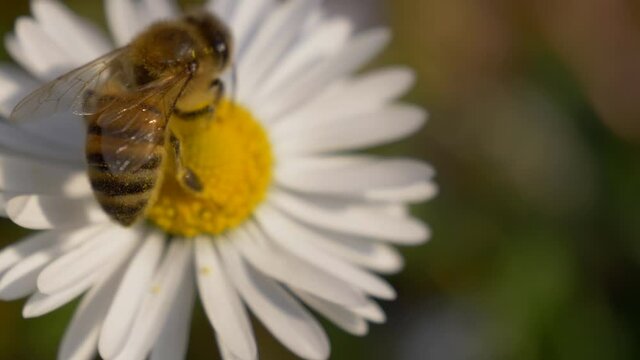 Honey Bee collecting nectar on a daisy. Selective focus shot with shallow depth of field.