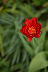 red tulip in the garden. fragrance of spring flowers